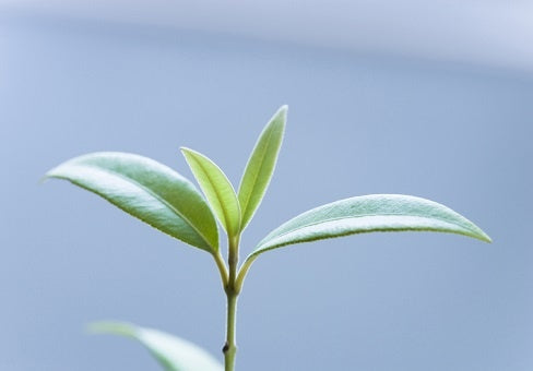 Was ist Zitronenmyrte?