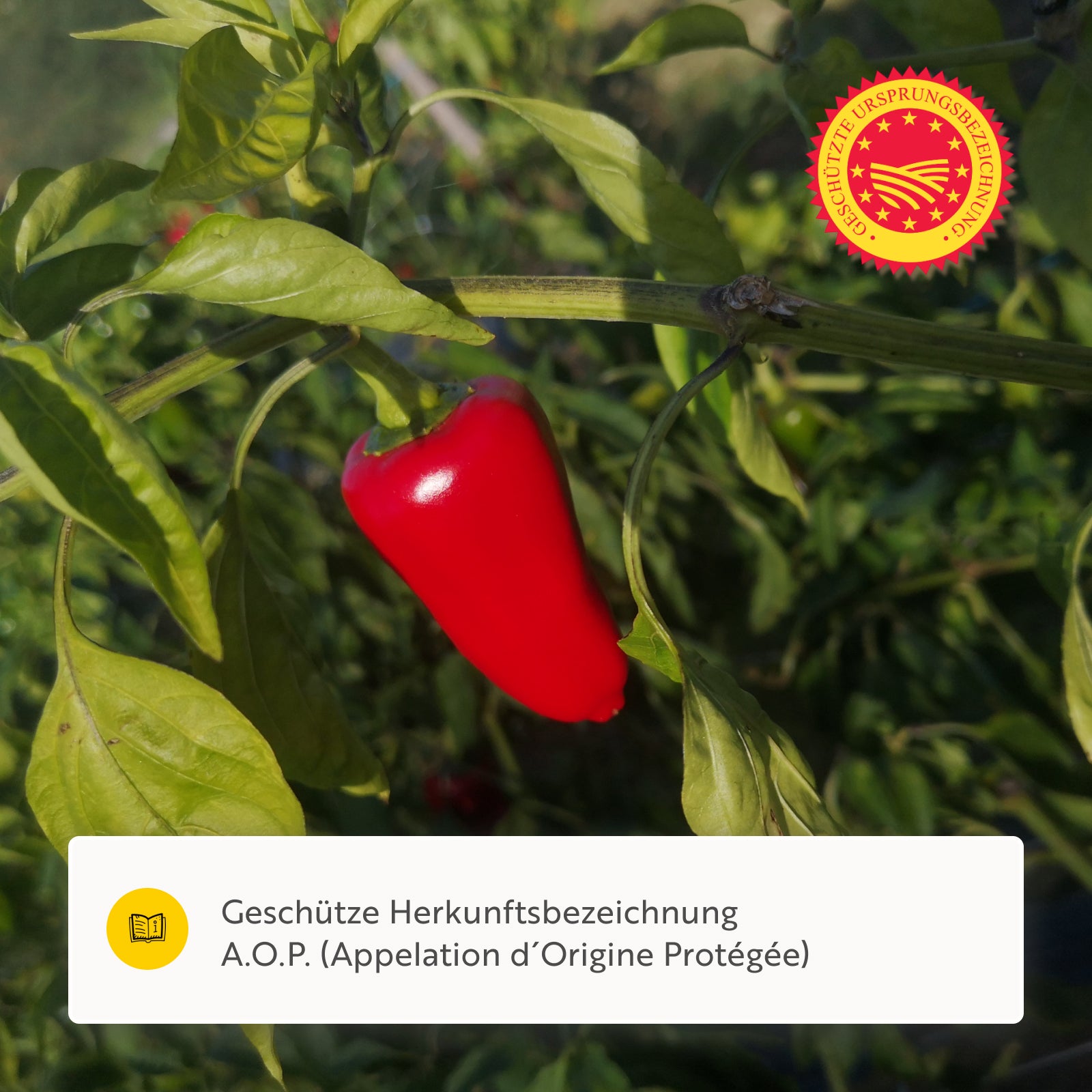Piment d' Espelette AOP original BIO
